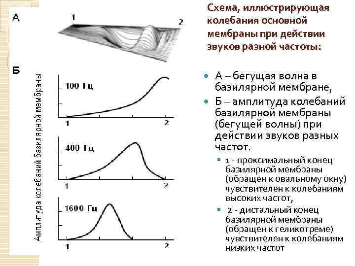 Схема, иллюстрирующая колебания основной мембраны при действии звуков разной частоты: А – бегущая волна