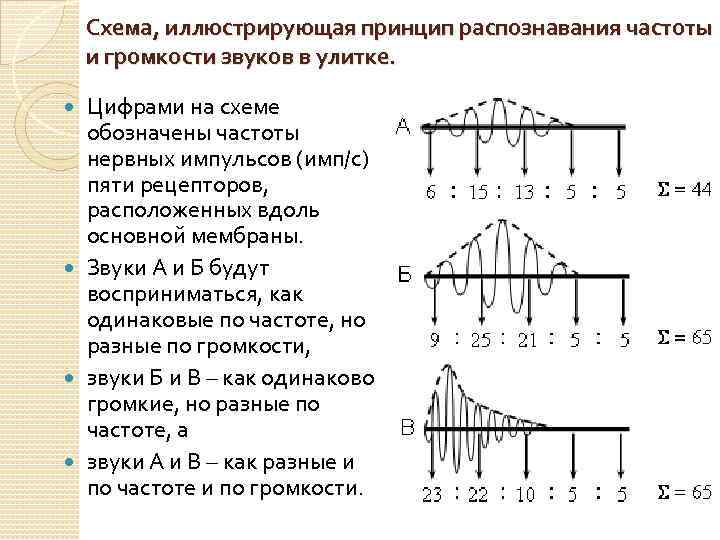 Схема, иллюстрирующая принцип распознавания частоты и громкости звуков в улитке. Цифрами на схеме обозначены