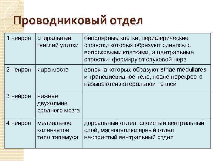Проводниковый отдел 1 нейрон спиральный биполярные клетки, периферические ганглий улитки отростки которых образуют синапсы