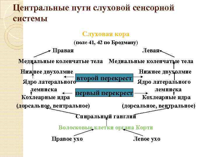 Центральные пути слуховой сенсорной системы Слуховая кора (поле 41, 42 по Бродману) Правая Левая