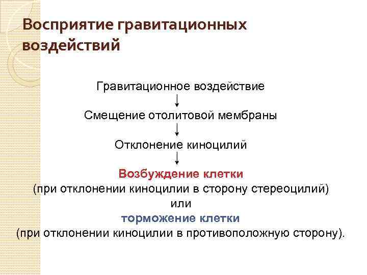 Восприятие гравитационных воздействий Гравитационное воздействие Смещение отолитовой мембраны Отклонение киноцилий Возбуждение клетки (при отклонении