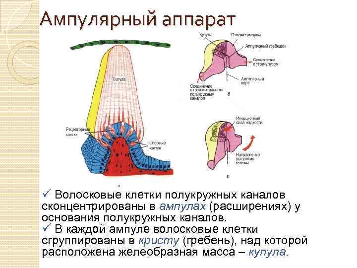 Блок схемы слуховой и вестибулярной сенсорных систем