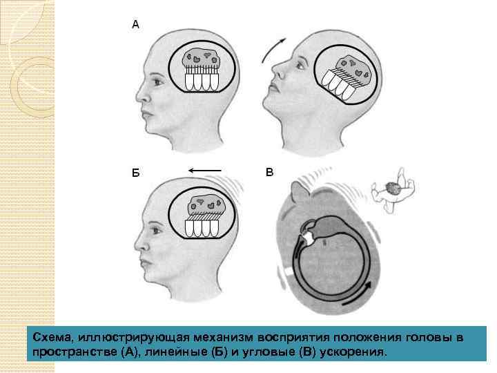 Схема, иллюстрирующая механизм восприятия положения головы в пространстве (А), линейные (Б) и угловые (В)