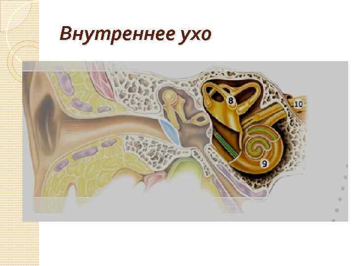 Внутреннее ухо 