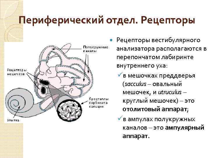 Анализатор расположен. Периферический отдел вестибулярного анализатора располагается в. Периферический отдел вестибулярного анализатора локализован в. Характеристика периферического отдела вестибулярного анализатора. Рецепторный (периферический) отдел вестибулярного анализатора..