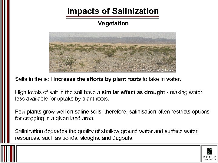 Impacts of Salinization Vegetation Salts in the soil increase the efforts by plant roots