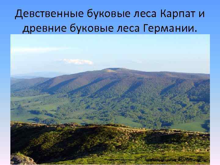 Девственные буковые леса Карпат и древние буковые леса Германии. 