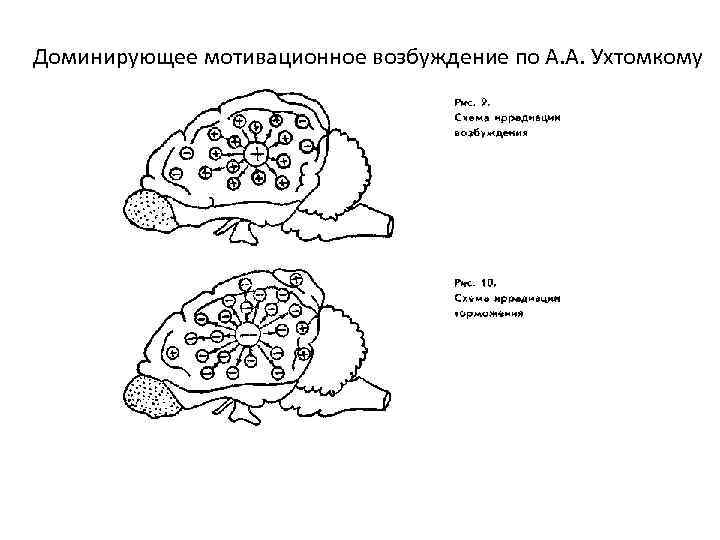 Доминирующее мотивационное возбуждение по А. А. Ухтомкому 