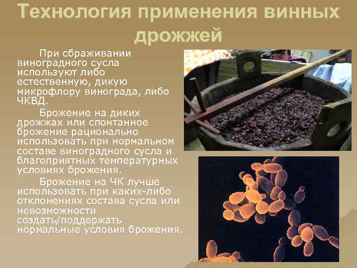 Технология применения винных дрожжей При сбраживании виноградного сусла используют либо естественную, дикую микрофлору винограда,