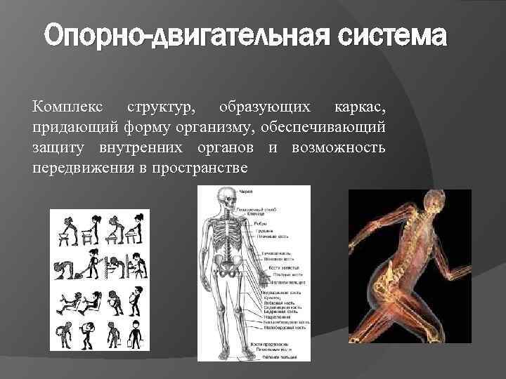 Органы опорно двигательной системы