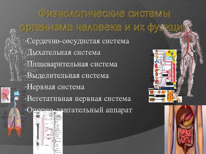 Физиологические системы организма человека и их функции • Сердечно-сосудистая система • Дыхательная система •