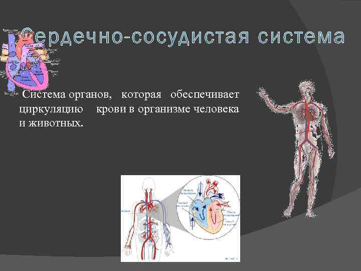  Система органов, которая обеспечивает циркуляцию крови в организме человека и животных. 
