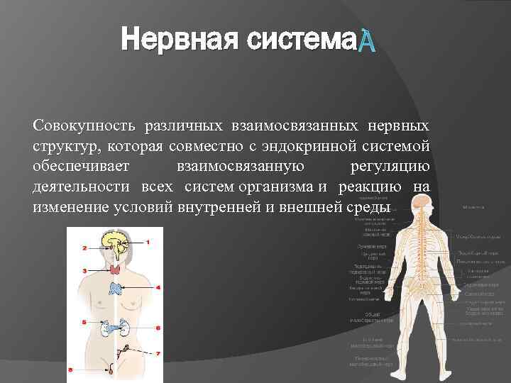 Нервная система Совокупность различных взаимосвязанных нервных структур, которая совместно с эндокринной системой обеспечивает взаимосвязанную
