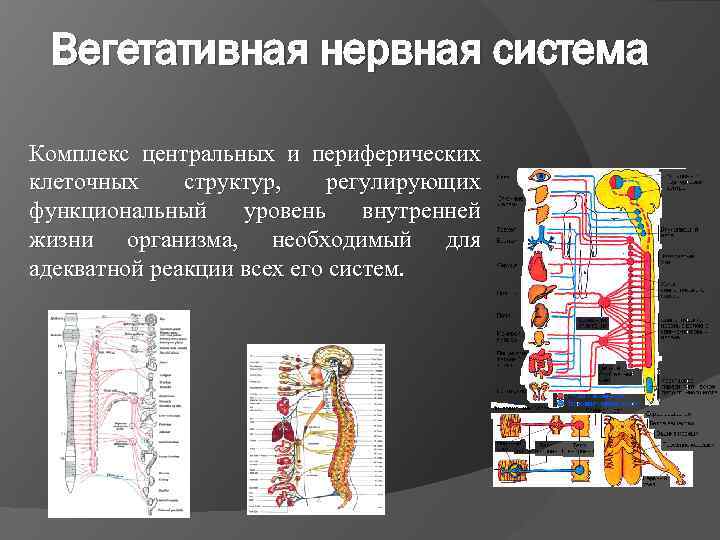 Вегетативная нервная система Комплекс центральных и периферических клеточных структур, регулирующих функциональный уровень внутренней жизни
