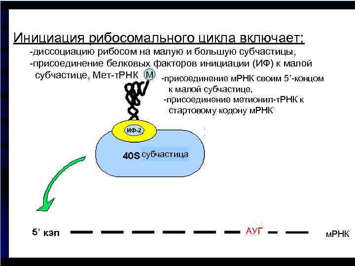 Инициация рибосомального цикла включает: -диссоциацию рибосом на малую и большую субчастицы, -присоединение белковых факторов