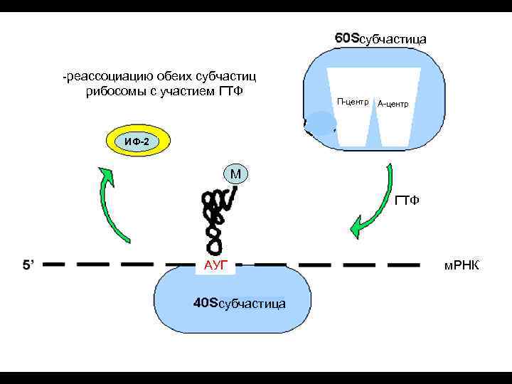 субчастица -реассоциацию обеих субчастиц рибосомы с участием ГТФ П-центр А-центр ИФ-2 М ГТФ АУГ