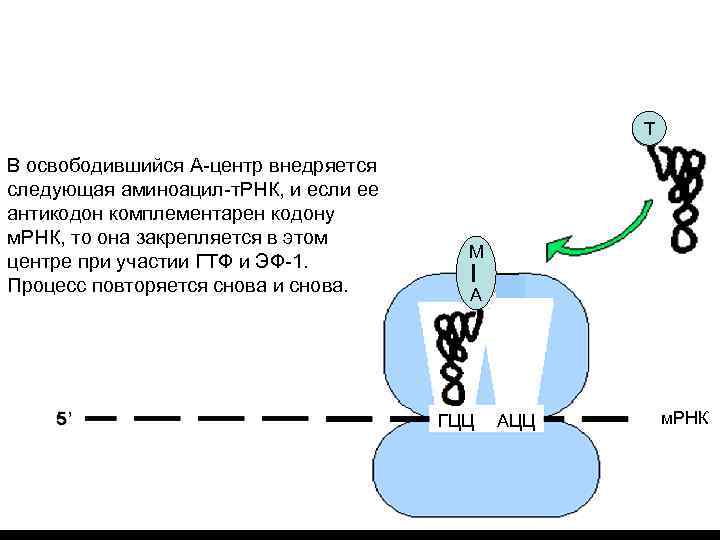 Элонгация: * комплекс а-а-т. РНК поступает в А-участок рибосомы, *А-а-т. РНК соединяеся с ЭФ-1