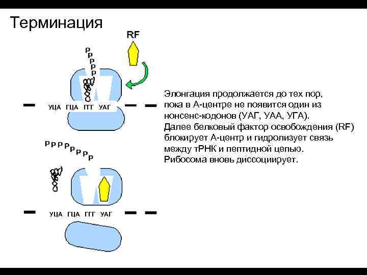 Терминация УЦА ГЦА ГГГ УАГ Элонгация продолжается до тех пор, пока в А-центре не
