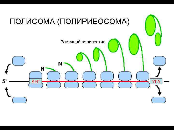 ПОЛИСОМА (ПОЛИРИБОСОМА) Растущий полипептид АУГ УГА 