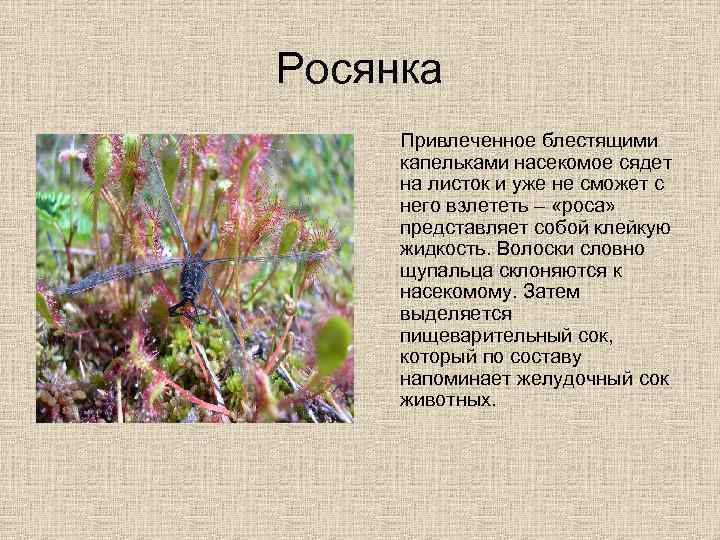 Росянка Привлеченное блестящими капельками насекомое сядет на листок и уже не сможет с него