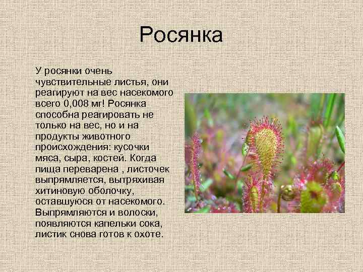 Росянка У росянки очень чувствительные листья, они реагируют на вес насекомого всего 0, 008