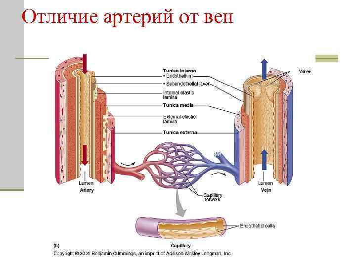 Отличие артерий от вен 