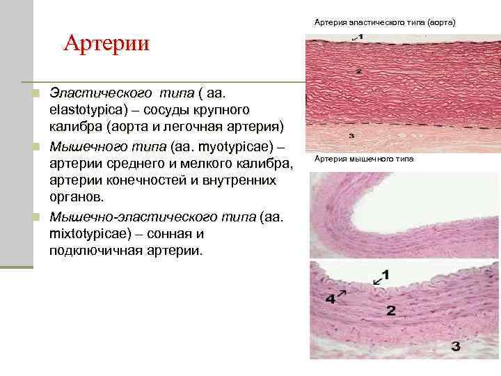 Артерии эластического типа гистология рисунок