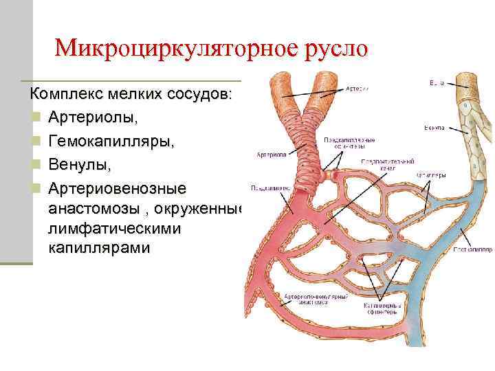 Микроциркуляторное русло Комплекс мелких сосудов: n Артериолы, n Гемокапилляры, n Венулы, n Артериовенозные анастомозы