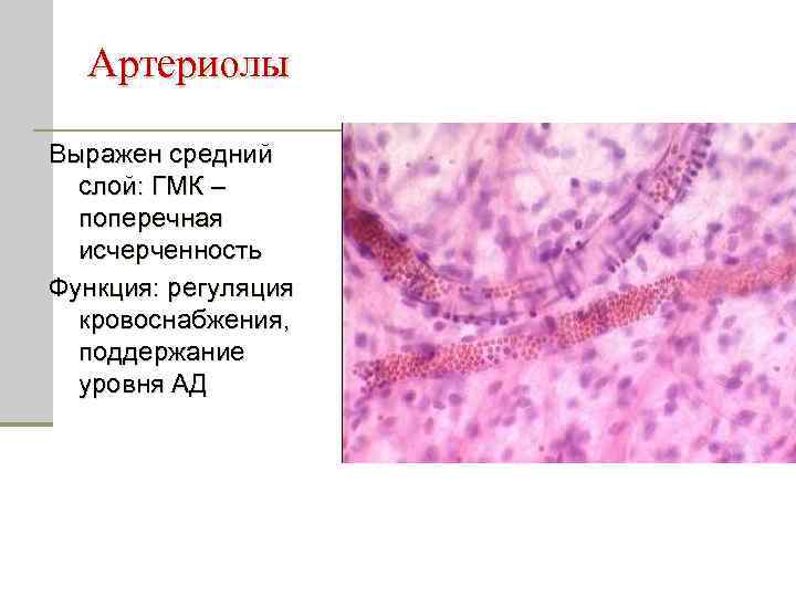 Артериолы Выражен средний слой: ГМК – поперечная исчерченность Функция: регуляция кровоснабжения, поддержание уровня АД