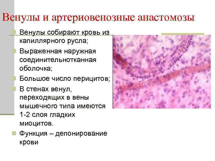 Венулы и артериовенозные анастомозы n Венулы собирают кровь из n n капиллярного русла; Выраженная