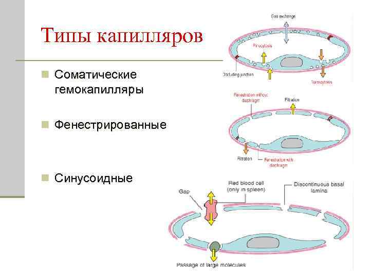 Типы капилляров n Соматические гемокапилляры n Фенестрированные n Синусоидные 