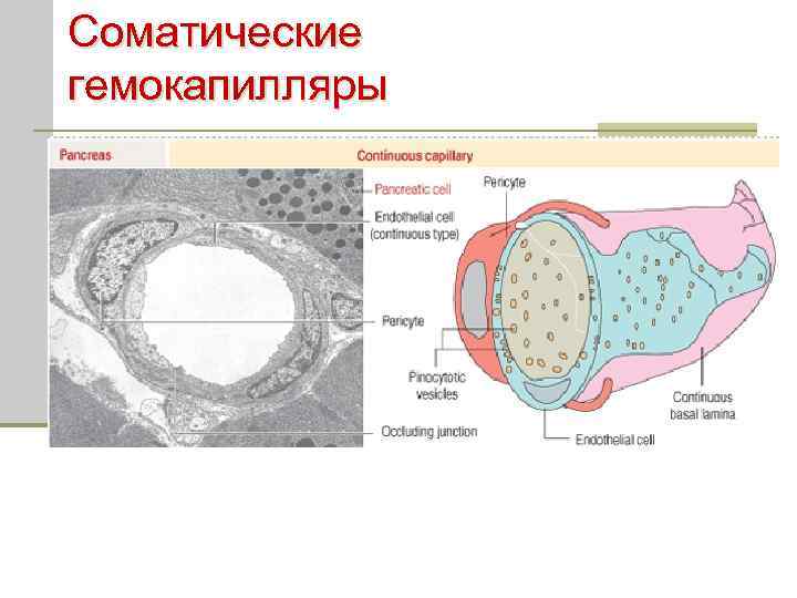 Соматические гемокапилляры 