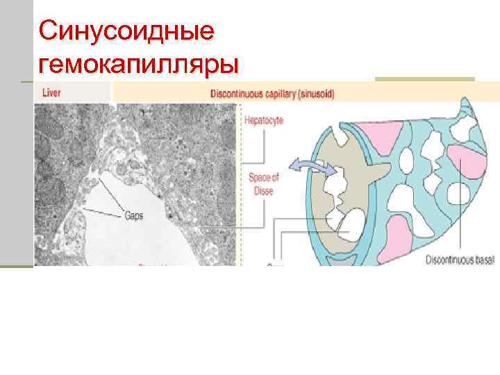 Синусоидные гемокапилляры 