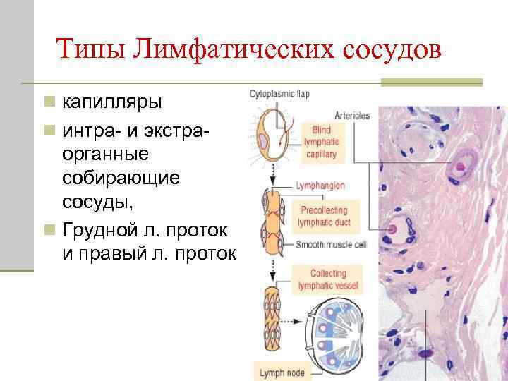 Типы Лимфатических сосудов n капилляры n интра- и экстра- органные собирающие сосуды, n Грудной