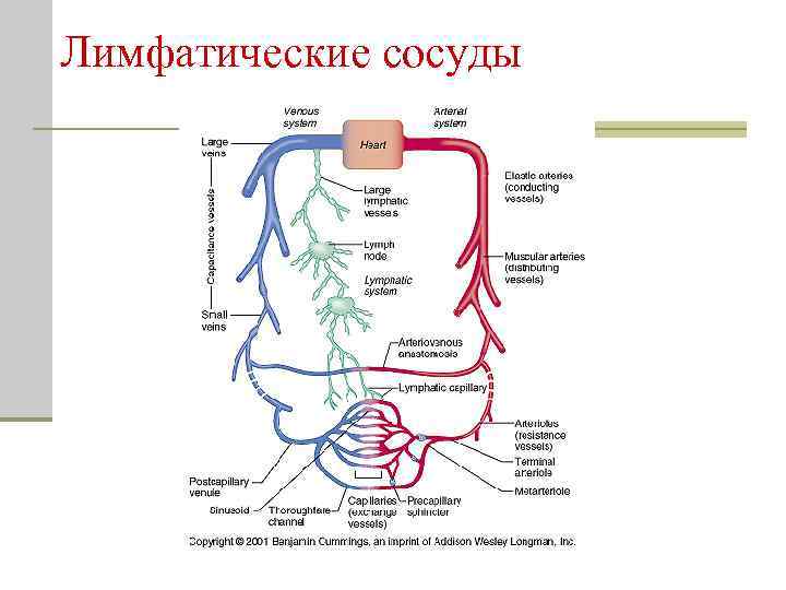 Лимфатические сосуды 