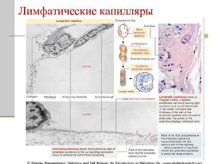 Лимфатические капилляры 