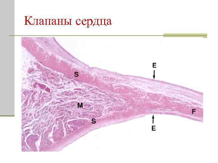 Клапаны сердца 