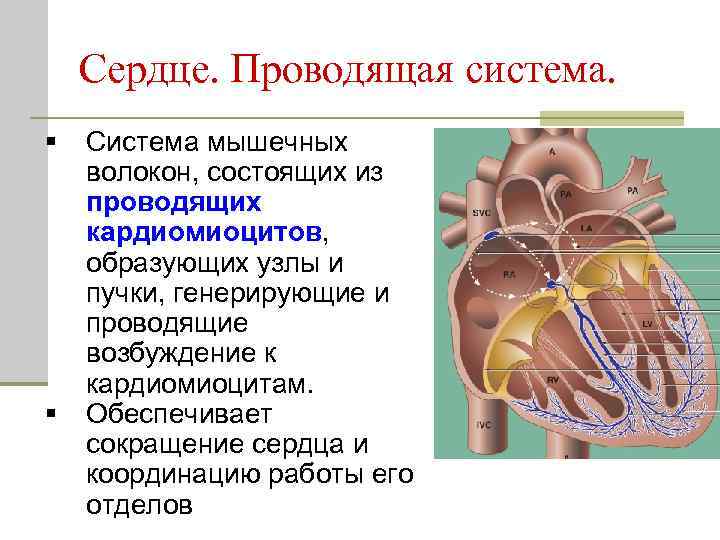 Сердце. Проводящая система. § § Система мышечных волокон, состоящих из проводящих кардиомиоцитов, образующих узлы