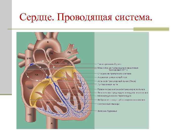 Сердце. Проводящая система. 