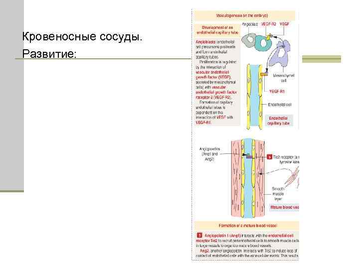 Кровеносные сосуды. Развитие: 