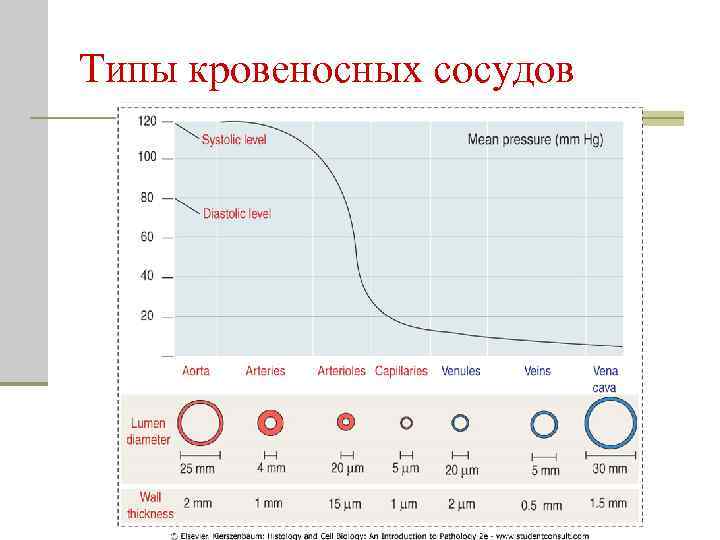 Типы кровеносных сосудов 