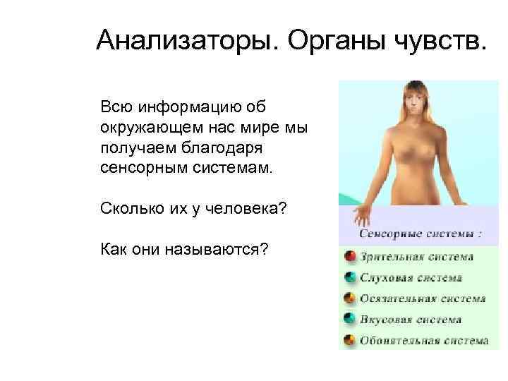 Анализаторы. Органы чувств. Всю информацию об окружающем нас мире мы получаем благодаря сенсорным системам.
