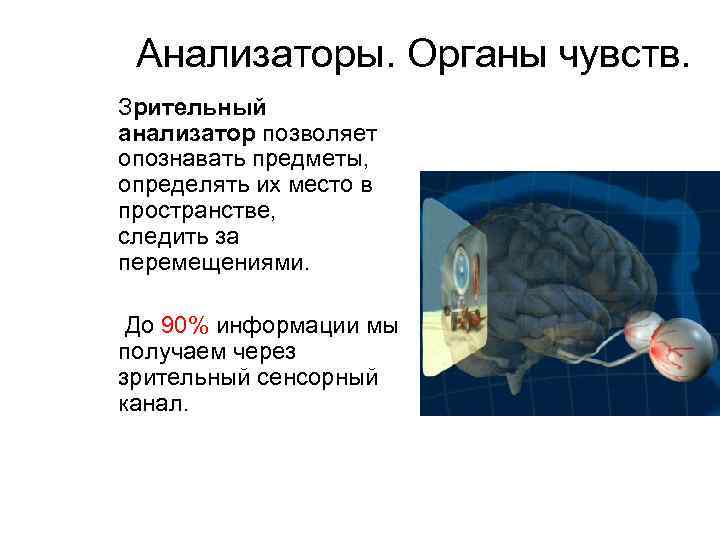 Анализаторы. Органы чувств. Зрительный анализатор позволяет опознавать предметы, определять их место в пространстве, следить