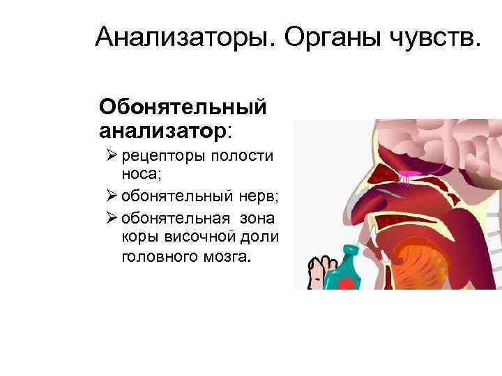 Анализаторы. Органы чувств. Обонятельный анализатор: Ø рецепторы полости носа; Ø обонятельный нерв; Ø обонятельная