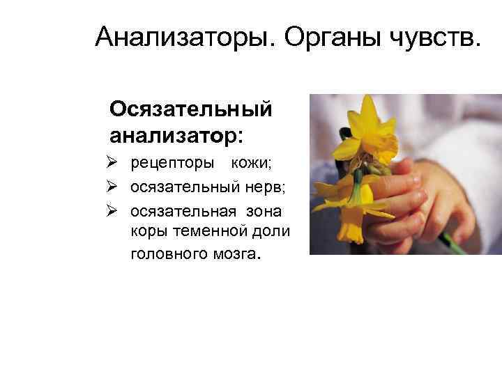 Анализаторы. Органы чувств. Осязательный анализатор: Ø рецепторы кожи; Ø осязательный нерв; Ø осязательная зона