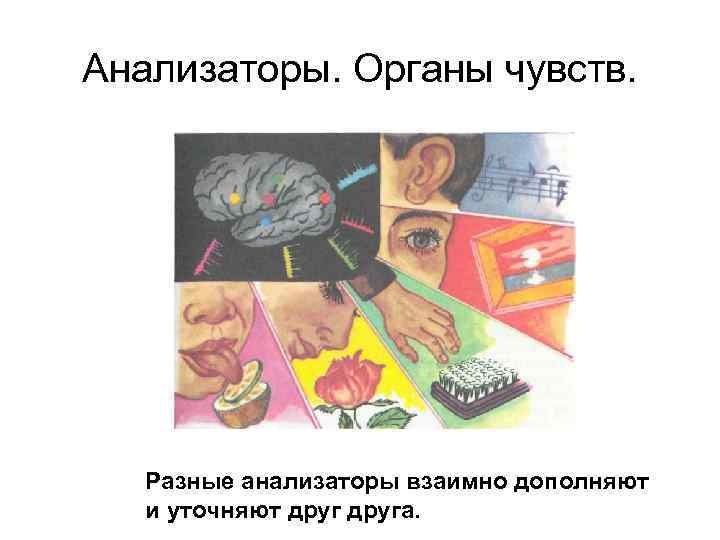 Как действуют органы чувств и анализаторы презентация 8 класс пономарева