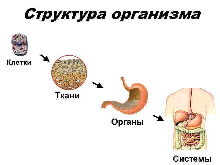 Какие клетки организма человека способны участвовать в процессе изображенном на рисунке