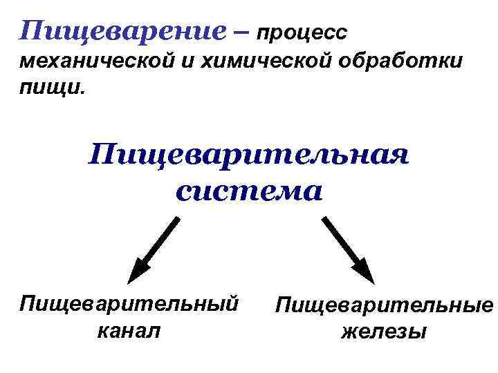 Пищеварение – процесс механической и химической обработки пищи. Пищеварительная система Пищеварительный канал Пищеварительные железы