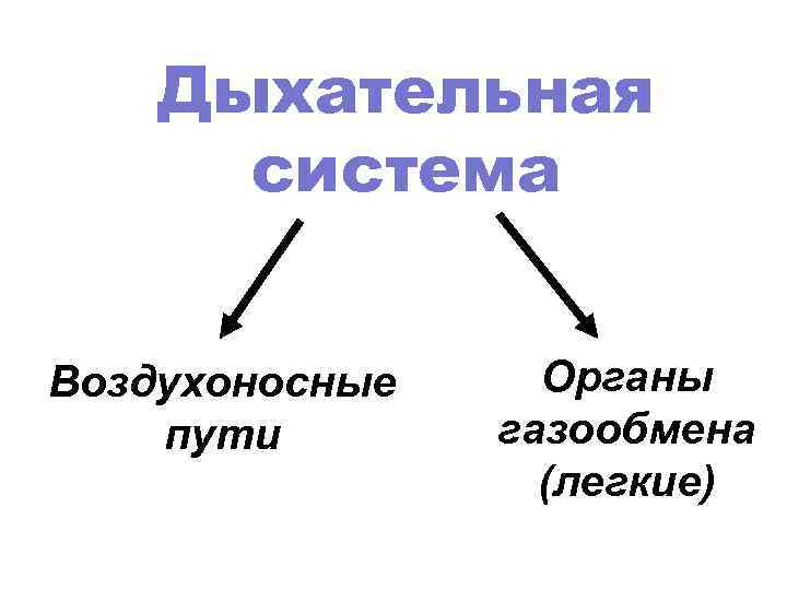 Дыхательная система Воздухоносные пути Органы газообмена (легкие) 
