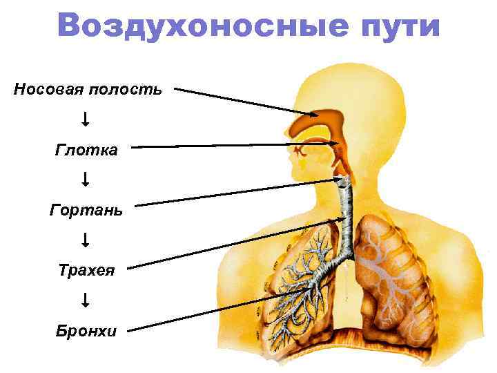 Воздухоносные пути Носовая полость Глотка Гортань Трахея Бронхи 